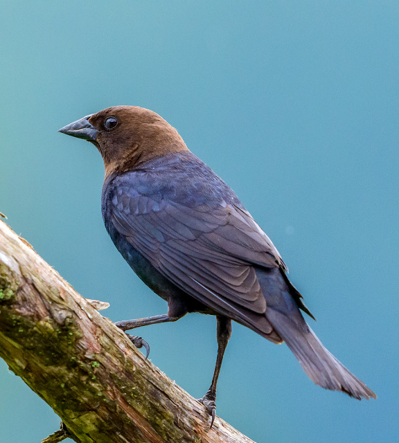 Brown-headed Cowbird