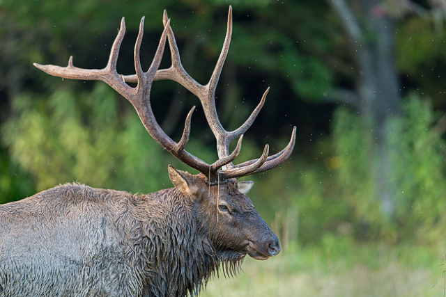 Bull Elk side view