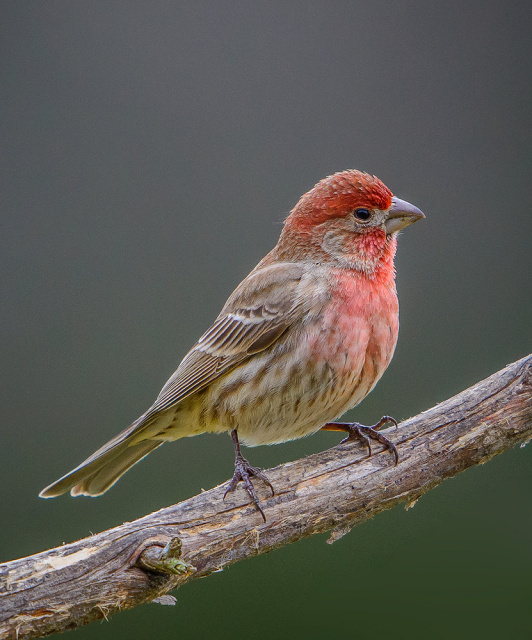 House Finch