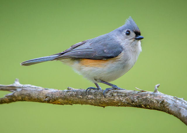 Tufted Titmouse