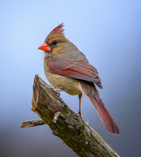 Female Cardinal