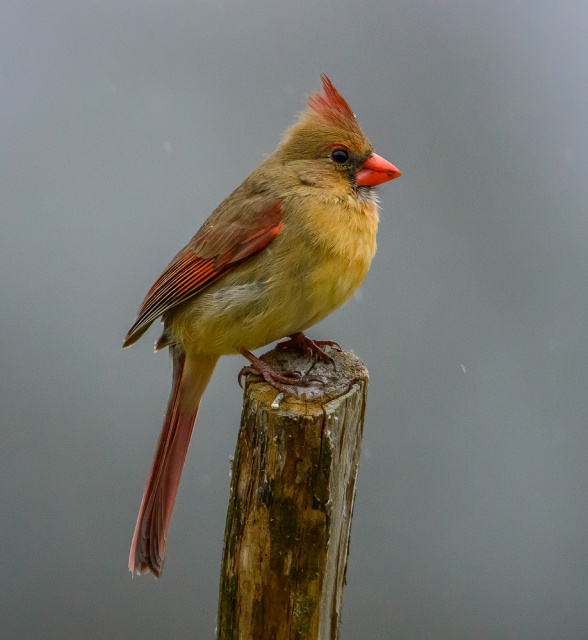 Female Cardinal