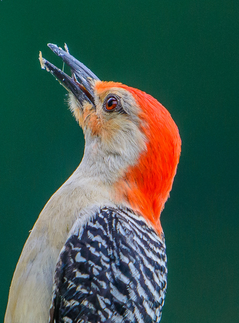 Red Bellied Woodpecker