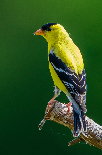 American Goldfinch