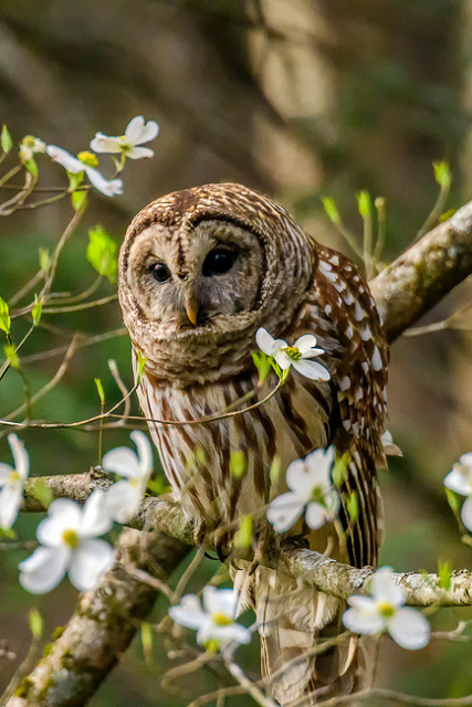 Barred Owl