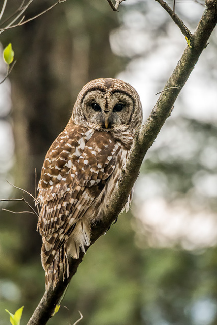 Barred Owl