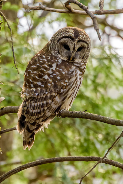 Barred Owl