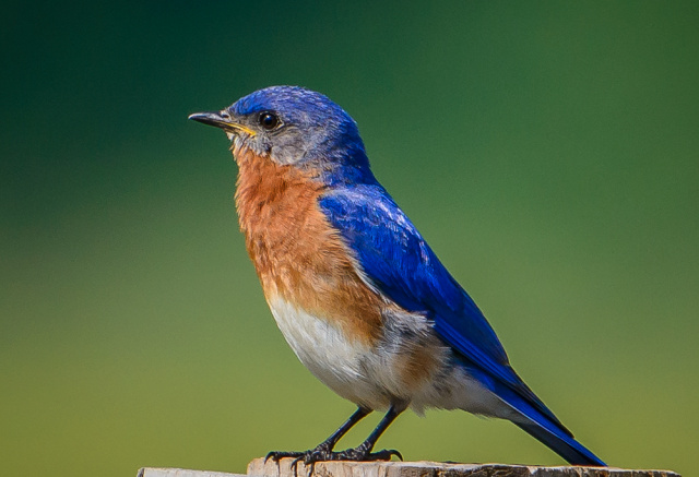 Male Bluebird