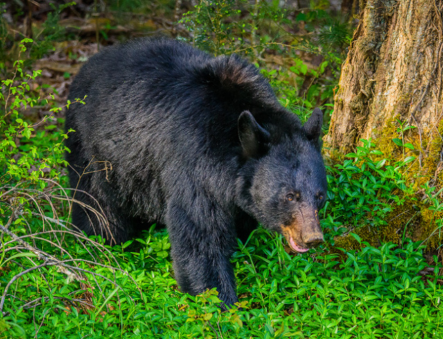 Male Black Bear