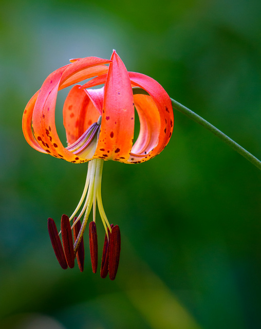 Turk's Cap