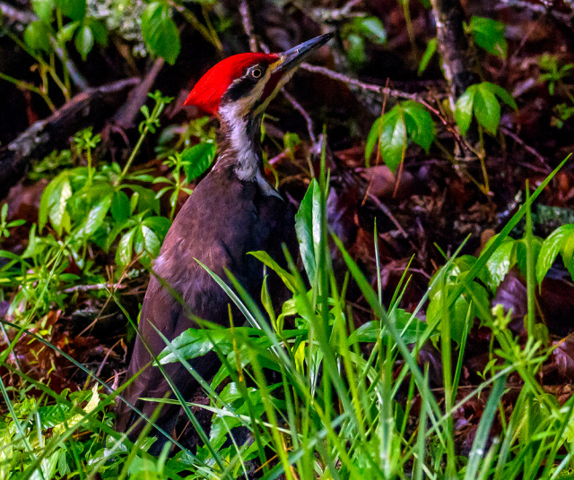 Pileated Woodpecker