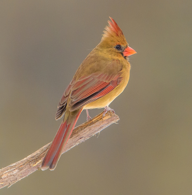 Female Cardinal