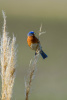 Male Bluebird