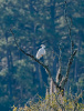 Snowy Egret