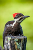 Pileated Woodpecker