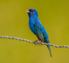 Indigo Bunting