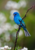 Indigo Bunting