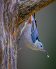 White-breasted Nuthatch