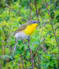 Yellow-Breasted Chat