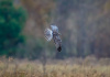 Northern Harrier