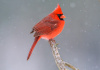 Male Cardinal