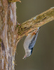 White-breasted Nuthatch