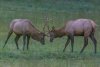 Young Bulls sparring