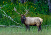 Bull Elk