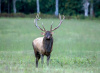 Bull Elk