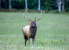 Bull Elk