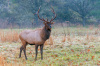 Bull Elk Portrait