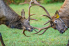 Elk sparring