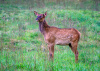 Elk Calf