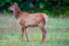 Elk Calf II