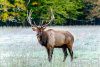 Bull Elk