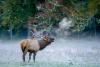 Bull Elk bugling 