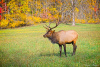 "Bull Elk"