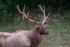 "Bull Elk"