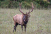 "Bull Elk"