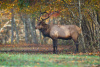 "Elk near the Oconalutee Vistor's Center"