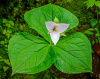 Wild Trillium