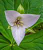 Wild Trillium