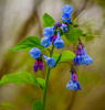 Virginia Blue Bells