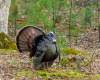 Turkey Gobbler in the Wild