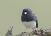 Dark-eyed Junco