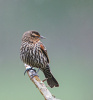 European Starling