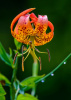 Turk's Cap