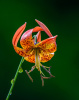 Turk's Cap