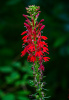 Cardinal Flower