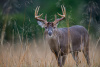 Deer close-up